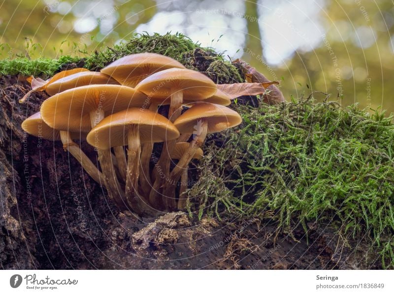 Another group of mushrooms Environment Nature Landscape Plant Animal Autumn Grass Moss Park Forest Growth Earth Mushroom mushroom group Beatle haircut