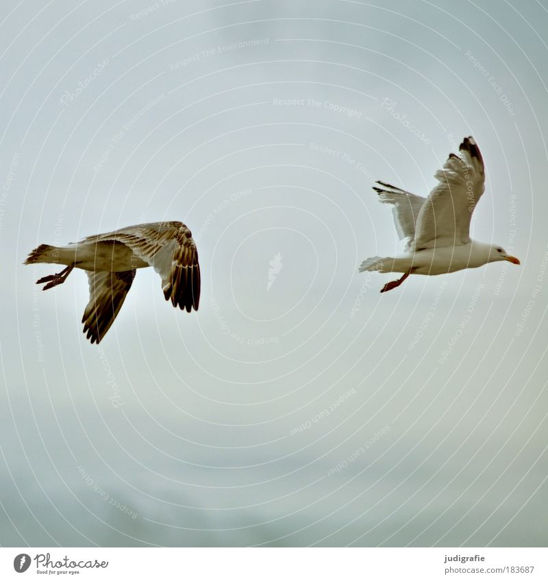 flapping Colour photo Exterior shot Day Sky Coast Baltic Sea Ocean Animal Wild animal Bird Seagull Silvery gull 2 Flying Natural Freedom Contentment Wing Judder