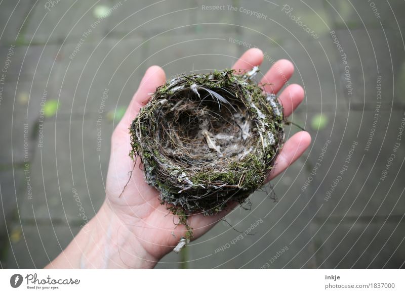 feather Hand 1 Human being Eyrie To hold on Small Round Indicate Empty escaped from one's nest Find Colour photo Exterior shot Close-up Copy Space left