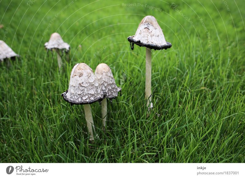 Crested dintlinge grow and rot fast Nature Autumn Grass Garden Meadow Forest Crested Tingles Mushroom Growth Old Disgust Green Change Edible Putrefy Spoiled