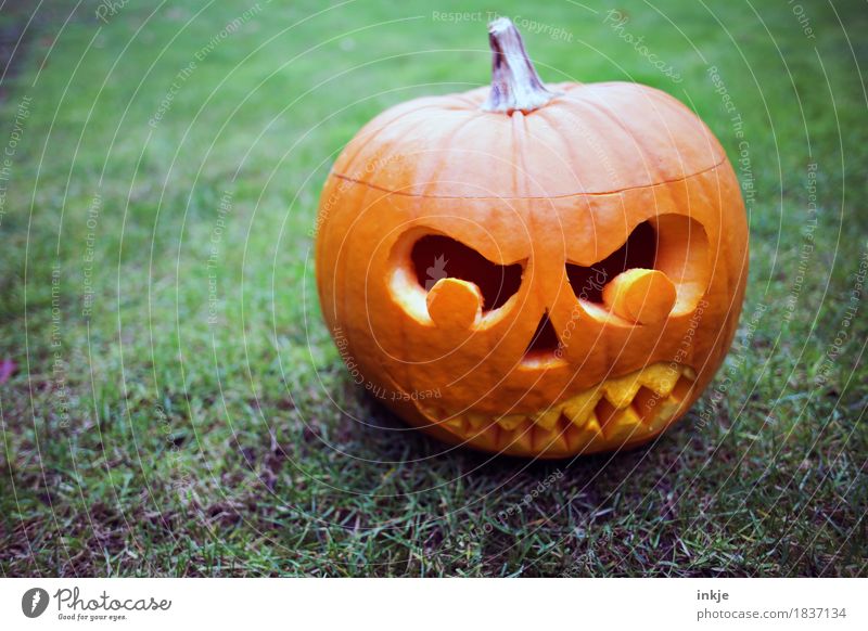 TRASH! pumpkin head Hallowe'en Autumn Threat Dark Creepy Anger Orange Fear Idea Creativity Tradition Pumpkin time Evil Graven Grimace Set of teeth Scare