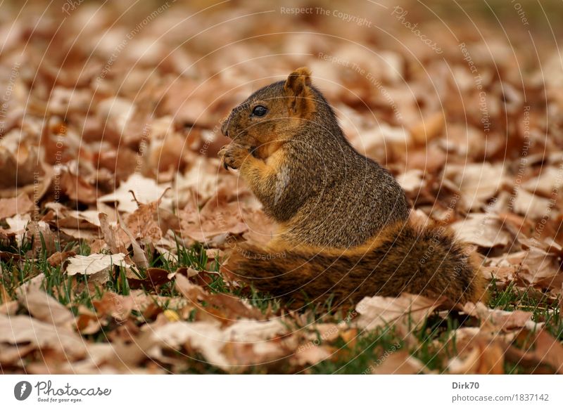 In a bed of leaves. Animal Autumn Grass Leaf Autumn leaves Blade of grass Garden Park Meadow Forest bouldering Colorado Wild animal Rodent small animal 1