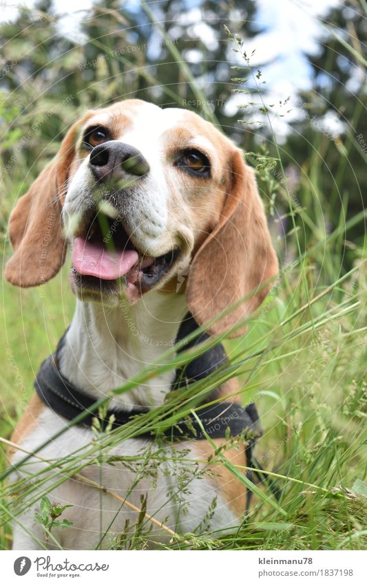 Beagle in the grass Elegant Beautiful Athletic Fitness Allergy Harmonious Contentment Calm Leisure and hobbies Hunting Vacation & Travel Trip Adventure Freedom