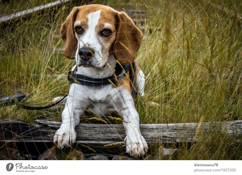 Beagle on rails Athletic Relaxation Leisure and hobbies Hunting Trip Freedom Expedition Summer Hiking Study Environment Nature Earth Sun Autumn Weather Plant