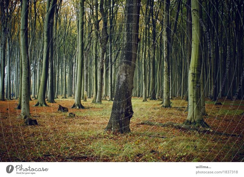 The Eye Tree Gemini. Forest Beech wood Ghost forest Nienhagen beech tribes Deciduous forest Nature Autumnal Colour photo Exterior shot