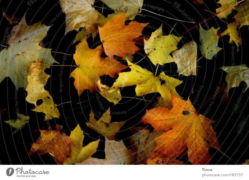 fall leaves Colour photo Exterior shot Day Contrast Low-key Autumn Leaf Multicoloured Uniqueness Transience Change Autumnal Fallen To fall Lie heap of leaves
