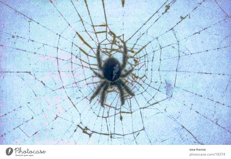 network Spider Spider's web Transport Net alienation