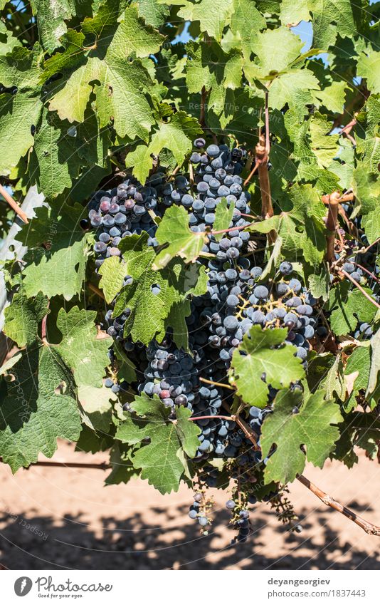 Red wine grapes. Fruit Nature Plant Autumn Leaf Growth Fresh Blue Bunch of grapes Vineyard Spain vine agriculture Winery food bunch Harvest ripe vintage Purple