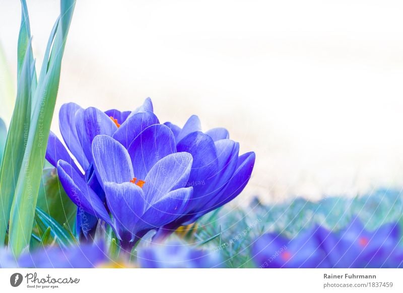 blue crocuses with flowering flowers Environment Nature Plant Spring Blossom Park Meadow Joy Happy Happiness "Crocus Easter blossoms Isolated Image optional"
