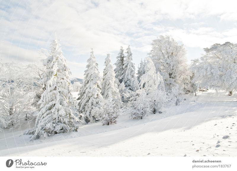 white_1 Subdued colour Light Leisure and hobbies Vacation & Travel Winter Snow Winter vacation Mountain Ice Frost Forest Bright Cold White Relaxation Fir tree