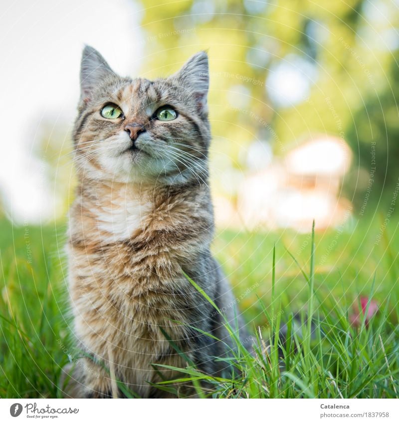 Portrait of a small Tieger cat Nature Plant Summer Beautiful weather Tree Grass Garden Pet Cat 1 Animal Observe Sit pretty Curiosity Cute Brown Yellow Green