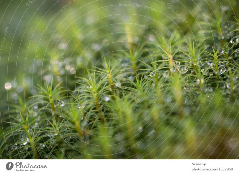 Moss Fresh #1 Nature Plant Water Drops of water Autumn Forest Small Wet Green Dew Colour photo Exterior shot Detail Macro (Extreme close-up) Deserted Day