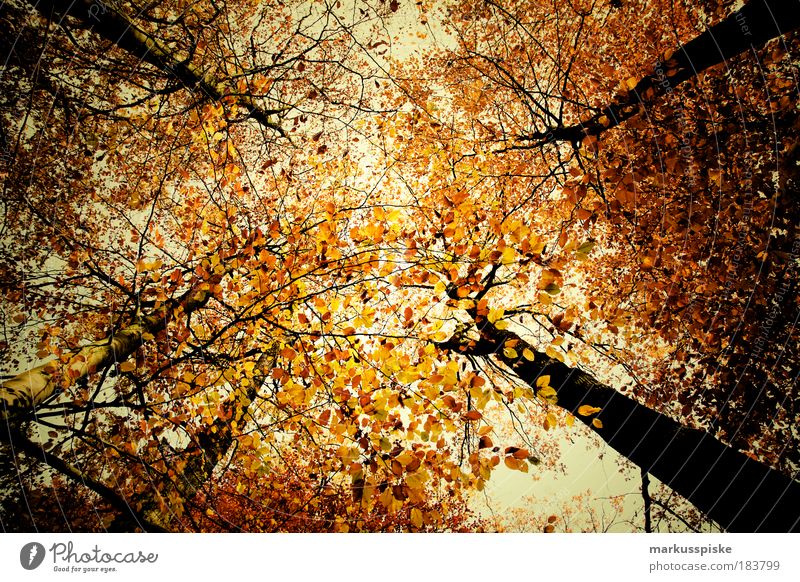 autumn forest Copy Space middle Environment Nature Landscape Plant Air Sky Clouds Autumn Climate Weather Beautiful weather Bad weather Tree Leaf Park Forest