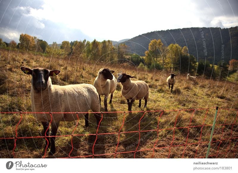 sheep pasture Colour photo Exterior shot Deserted Day Light Shadow Sunlight Back-light Deep depth of field Central perspective Panorama (View) Looking
