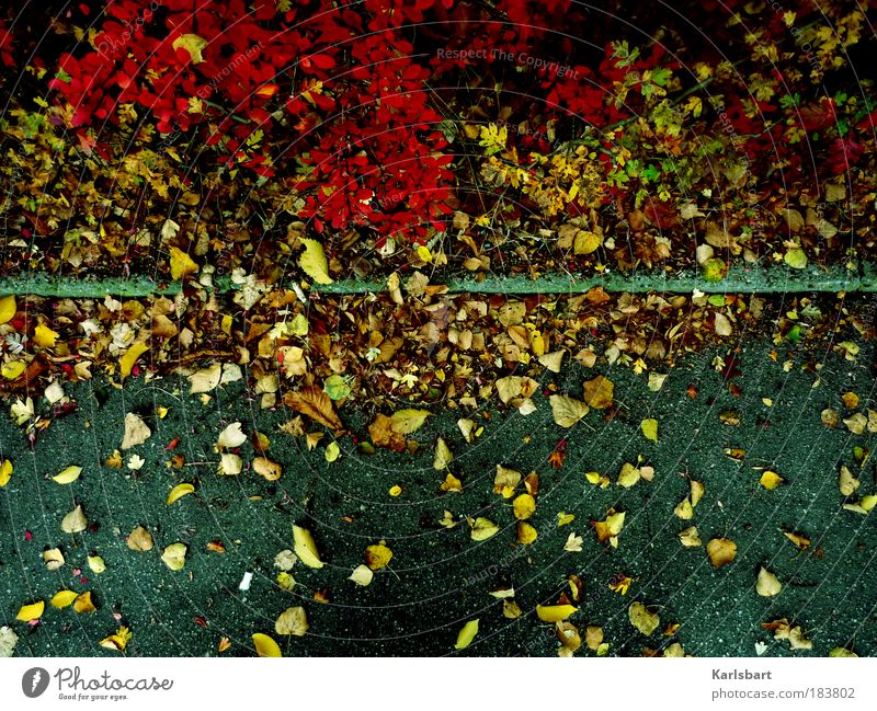 I have to. Nature Autumn Plant Bushes Leaf Traffic infrastructure Street Lanes & trails Authentic Transience Change Autumn leaves Life Colour photo