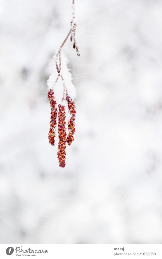 hang out Nature Winter Ice Frost Snow Snowfall birch catkin Hang Together Cuddly Red Hope 3 Cold Branch Colour photo Multicoloured Exterior shot Close-up
