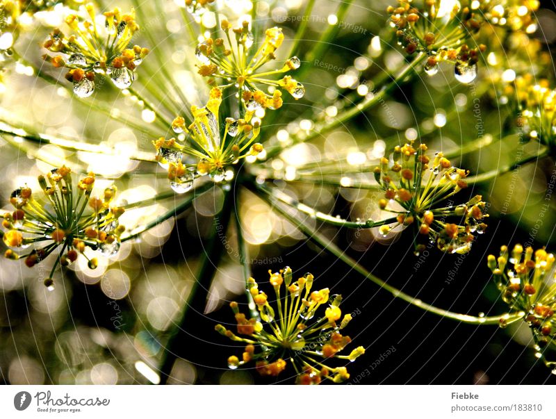 pearl world Colour photo Exterior shot Detail Deserted Copy Space bottom Light Contrast Reflection Sunlight Blur Environment Nature Water Drops of water Summer