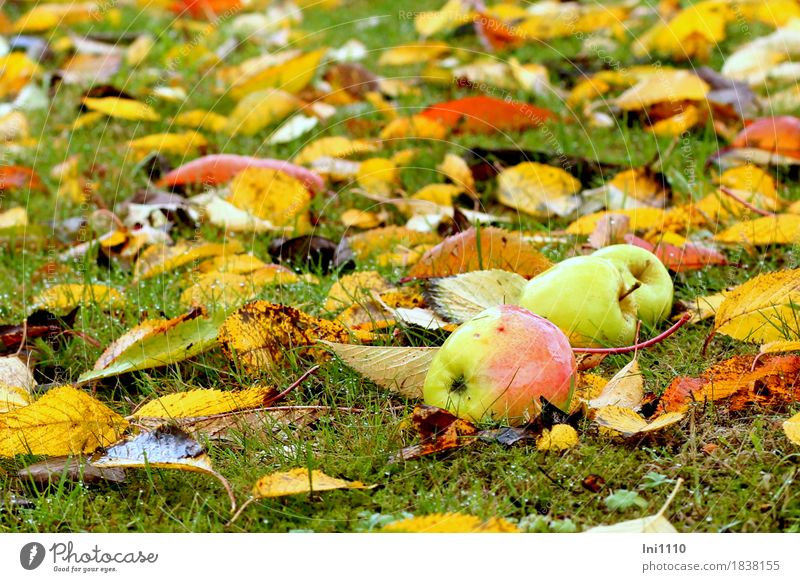 Fallen fruit and colorful leaves Nature Plant Drops of water Autumn Bad weather Rain Leaf Garden Meadow Fresh Glittering Cold Wet Round Brown Multicoloured