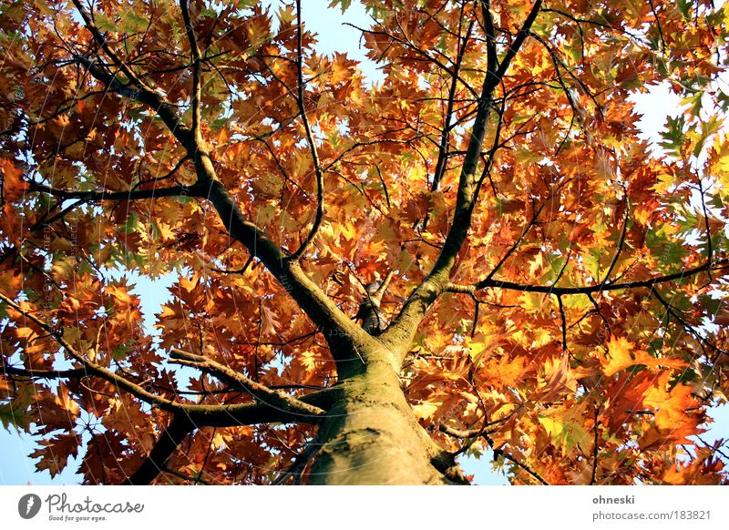 crown Colour photo Exterior shot Day Light Shadow Contrast Sunlight Worm's-eye view Environment Nature Plant Autumn Beautiful weather Tree Leaf Yellow Gold