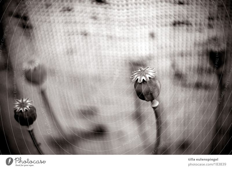 deja vu Black & white photo Exterior shot Deserted Copy Space top Neutral Background Shallow depth of field Nature Plant Faded To dry up Dark Natural Beautiful