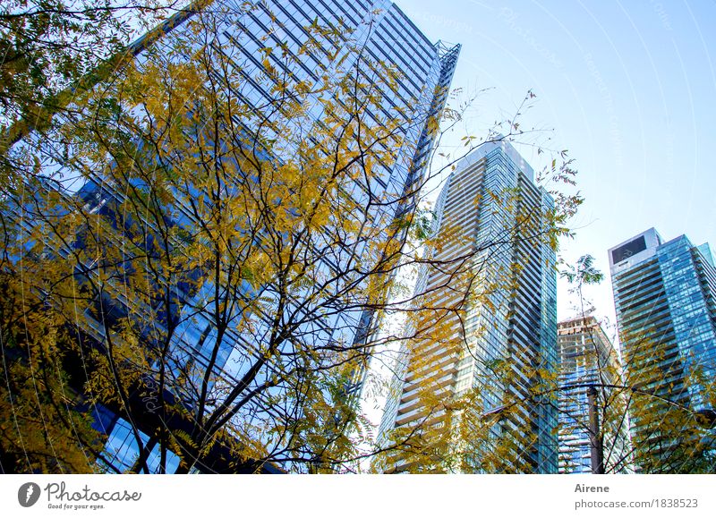 autumn yellow before bluish tint Autumn Beautiful weather Tree Autumn leaves Town Skyline High-rise Facade Concrete Glass Steel Living or residing Gigantic Tall