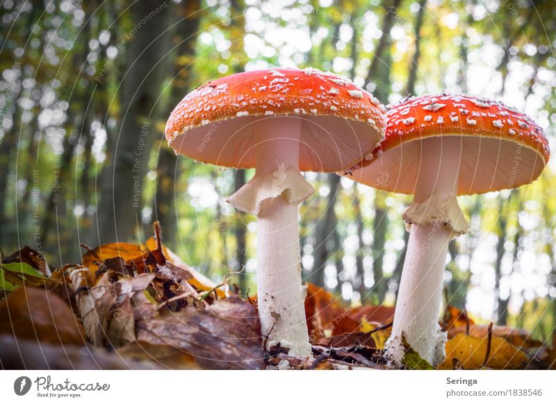 Even more toadstools Environment Nature Landscape Plant Animal Autumn Moss Park Forest Growth Amanita mushroom Mushroom Mushroom cap Mushroom picker
