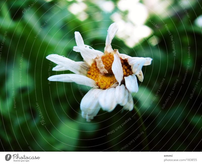 Dying in beautiful Nature Autumn Plant Flower Blossom Old Broken Small Natural Beautiful Gloomy Yellow Green White Sadness Loneliness Exhaustion Variable