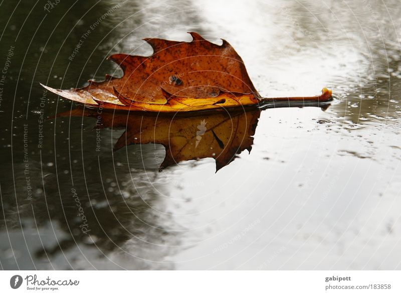 fallen leaves on the ground Colour photo Exterior shot Structures and shapes Deserted Day Reflection Shallow depth of field Nature Earth Water Autumn Weather