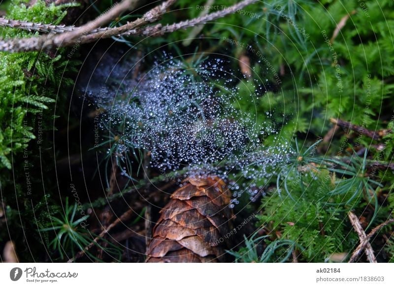 Dew drops on the spider's web on the forest floor Leisure and hobbies Vacation & Travel Trip Adventure Hiking Environment Nature Landscape Plant Animal Earth