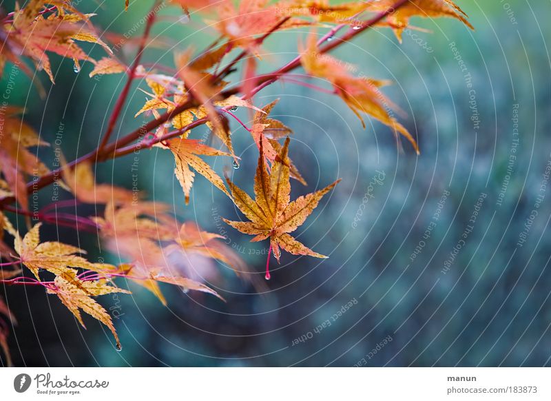 get caught Colour photo Exterior shot Pattern Copy Space right Copy Space bottom Morning Day Contrast Shallow depth of field Central perspective Long shot