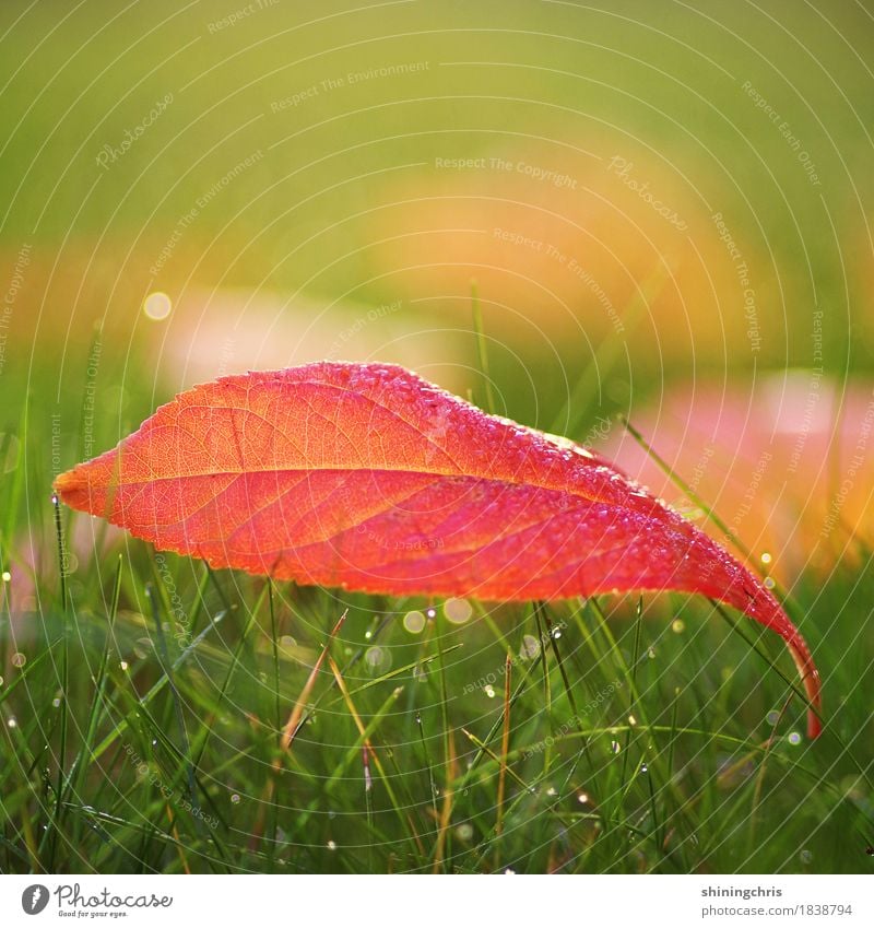 red october Nature Drops of water Autumn Beautiful weather Grass Leaf Meadow Lie Warmth Green Red Colour photo Exterior shot Close-up Copy Space left