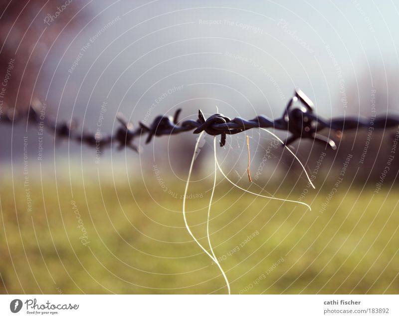 limit II Colour photo Exterior shot Close-up Day Sunlight Blur Shallow depth of field Environment Nature Landscape Sky Autumn Beautiful weather Grass Thorny