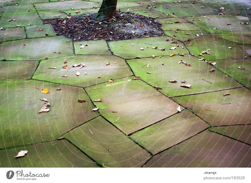 yard Subdued colour Exterior shot Pattern Downward Nature Autumn Tree trunk Leaf Deserted Garden Courtyard Backyard Places Faded To dry up Dirty Uniqueness Cold