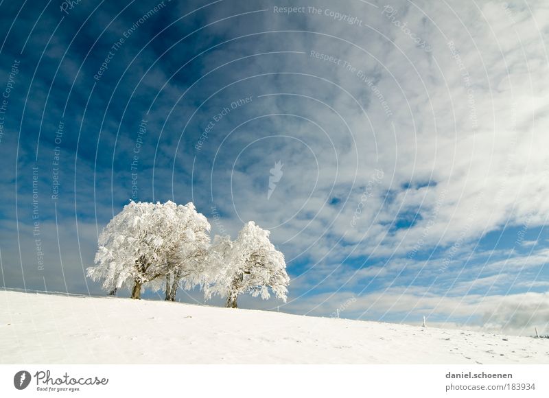 white_2 Copy Space top Copy Space middle Nature Sky Climate Beautiful weather Wind Snow Tree Bright Blue White Horizon Far-off places Black Forest