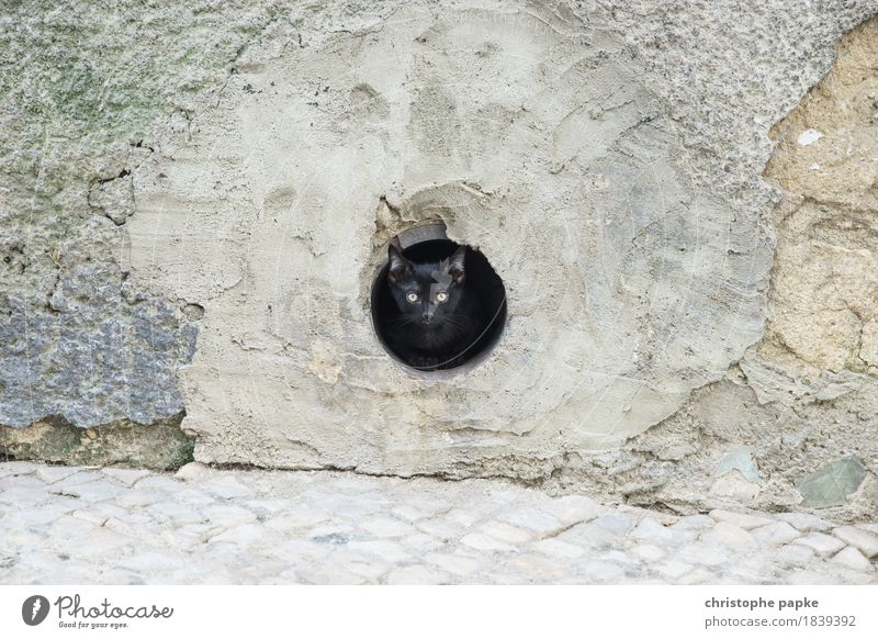 cat content Lisbon Town Downtown Animal Pet Cat 1 Observe Curiosity Cute Watchfulness Wild Hollow Eyes Fix Black Colour photo Exterior shot Deserted