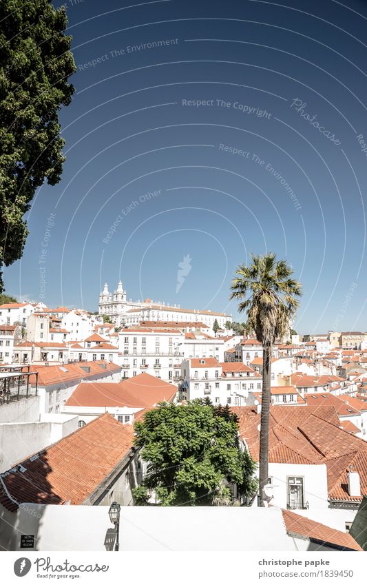 Oh how beautiful is Lisbon Vacation & Travel Tourism Trip Freedom Sightseeing City trip Summer Summer vacation Sun Cloudless sky Beautiful weather Plant Tree