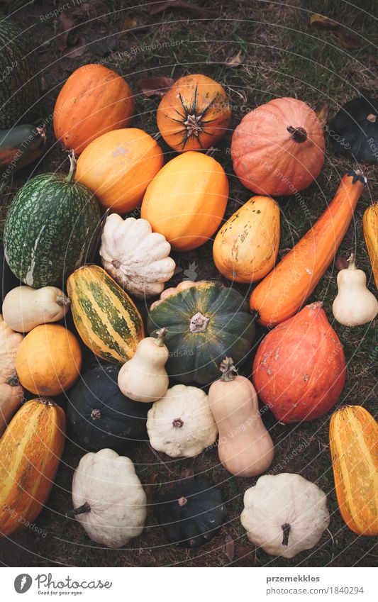 Crops of colorful squashes on a ground after harvesting Food Vegetable Garden Nature Autumn Fresh Brown Yellow Green butternut fall Farm Harvest many marrow