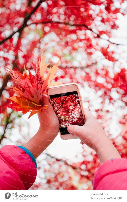 Taking a photo of brilliant red autumnal tree with smartphone Beautiful Garden Telephone PDA Screen Hand Nature Autumn Tree Leaf Park Bright Red Colour Autumnal