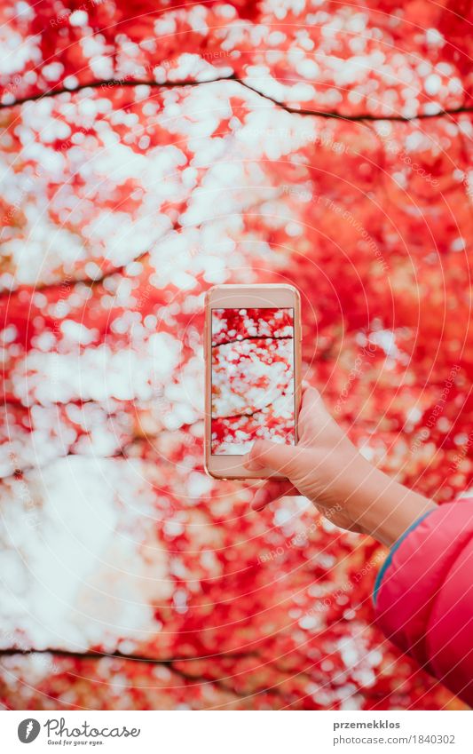 Taking a photo of brilliant red autumnal tree with smartphone Beautiful Garden Telephone Cellphone PDA Screen Hand Nature Autumn Tree Leaf Park Bright Red