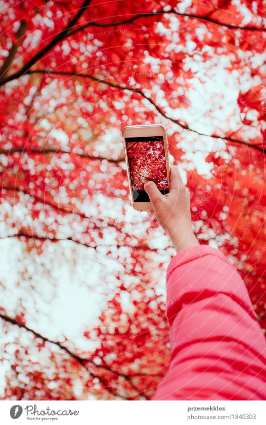 Taking a photo of brilliant red autumnal tree with smartphone Beautiful Garden Telephone Cellphone Screen Hand Nature Autumn Tree Leaf Foliage plant Park Bright