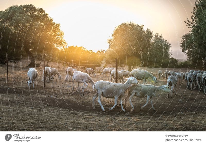 Flock of sheep at sunset Beautiful Summer Sun Mountain Nature Landscape Animal Sky Autumn Tree Grass Meadow Forest Hill Herd To feed Sheep flock Sunset