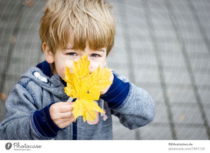 Boy with a maple leaf Human being Masculine Child Toddler Boy (child) Infancy Face 1 1 - 3 years Autumn Leaf Sweater Observe Discover To hold on Playing