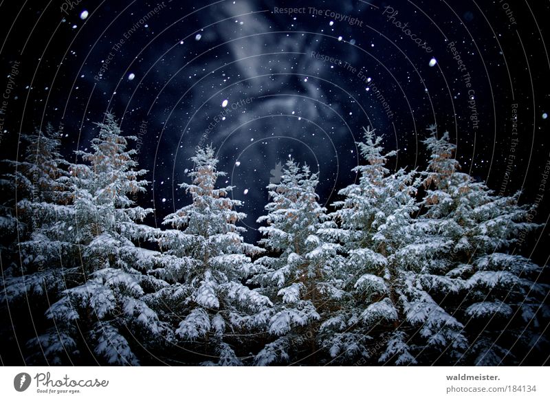 Spirit of this year's Christmas night Tree Forest Creepy Snowfall Deserted Night shot Winter forest Enchanted forest Dark Winter mood Colour photo Exterior shot