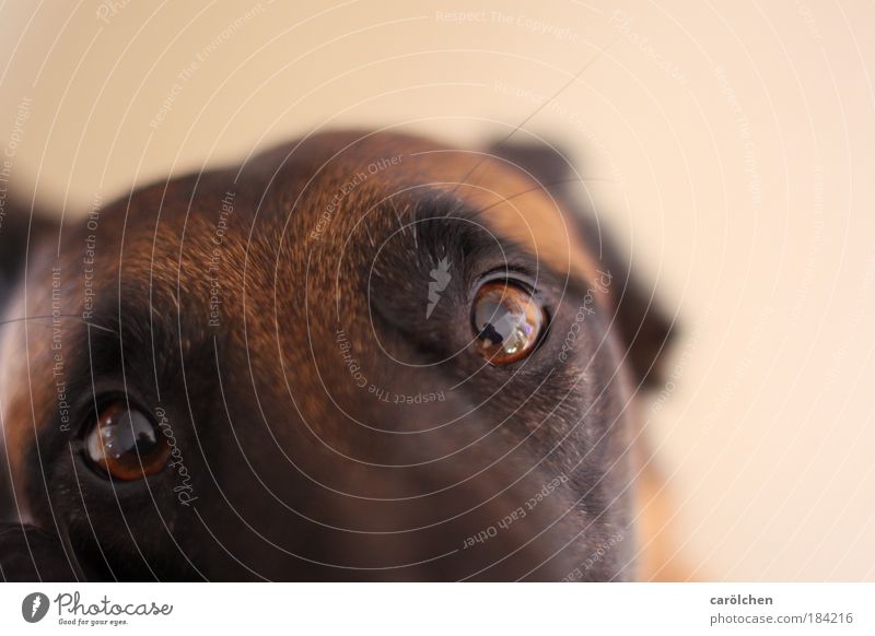 "Look me in the eye... Colour photo Interior shot Shallow depth of field Bird's-eye view Animal portrait Looking into the camera Pet Dog 1 Communicate Sadness