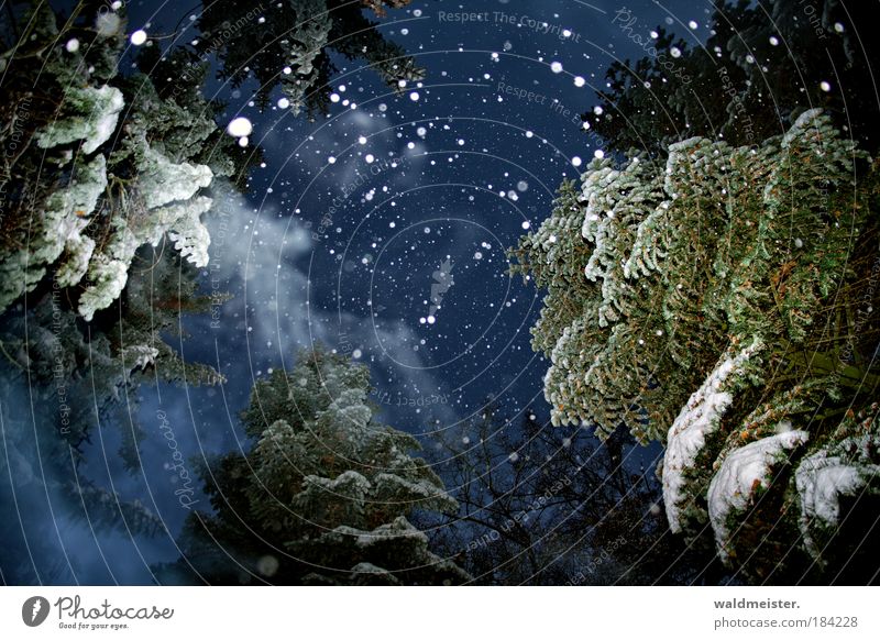 Spirit of the future Christmas Night sky Winter Fog Ice Frost Snowfall Tree Forest Creepy Emotions Romance Calm Peace Mysterious Cold Surrealism