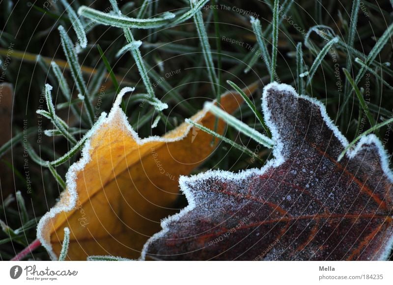 It's cold Colour photo Multicoloured Exterior shot Deserted Day Environment Nature Plant Earth Winter Climate Ice Frost Leaf Meadow Freeze Lie Cold Moody Calm