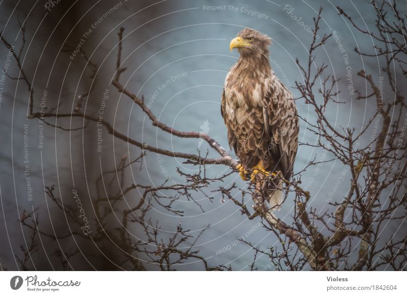 Aquila II Nature Coast Fjord Wild animal Bird Eagle golden eagles Animal Observe Brown Force Free-living Bird of prey Norway Shallow depth of field Blur