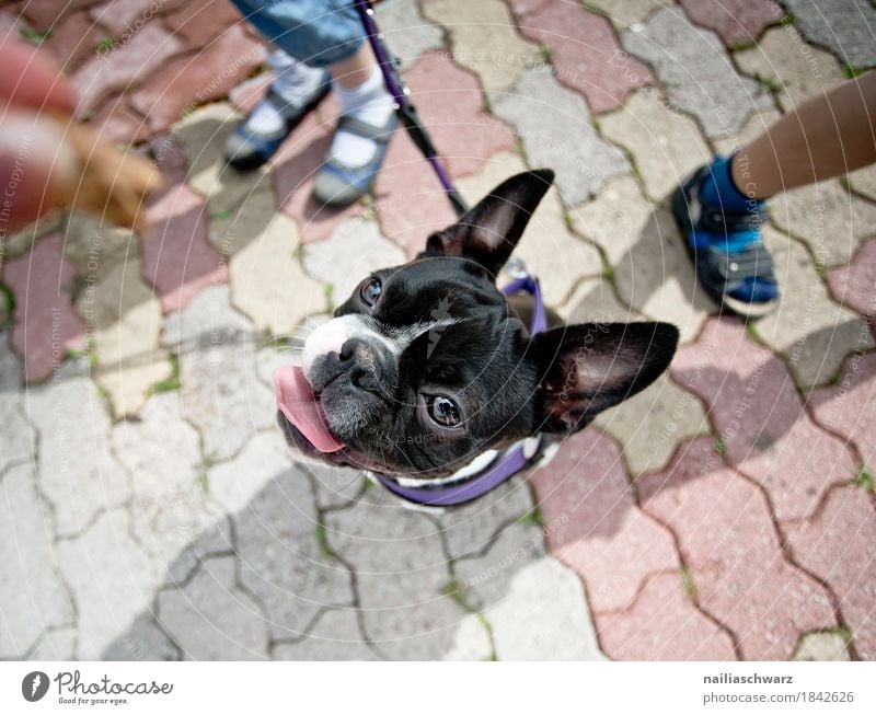 Boston Terrier Portrait Joy Child Legs Animal Pet Dog Animal face French Bulldog 1 Baby animal Stone Observe Discover Study Looking Wait Brash Friendliness