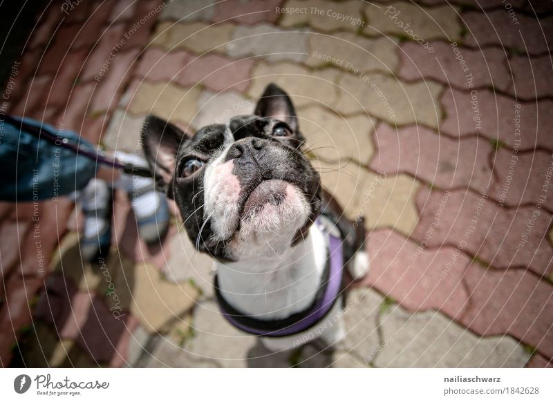 Boston Terrier Portrait Joy Child Legs Animal Pet Dog Animal face French Bulldog 1 Baby animal Observe Study Looking Wait Brash Friendliness Happiness Happy