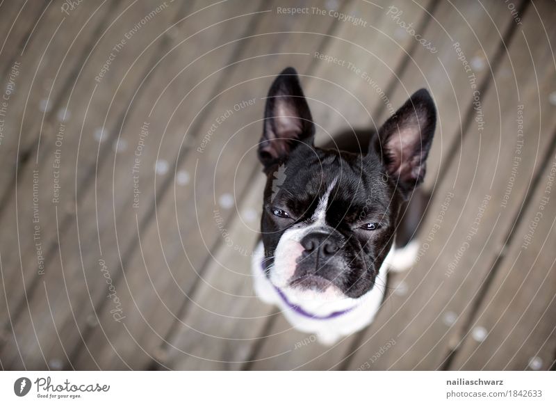 Boston Terrier Portrait Joy Animal Pet Dog Animal face French Bulldog 1 Wood Observe Looking Sit Cool (slang) Brash Funny Cute Rebellious Self-confident